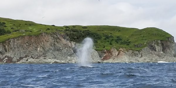WhaleSpout