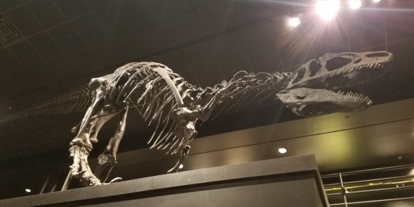 MOR-Dinosaur2