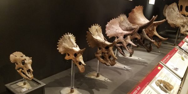 StegosaurusProgression